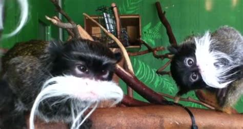 Be sure to look at other states near you to find the professional histories of more service providers. Ataque de monos bigotones - Videos - Metatube