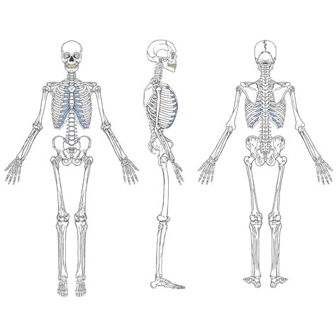 Descargar Esqueleto Humano Dibujo Conjunto Vector ¡encuentre Más De Un