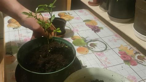 4. Pomarańcza mrozoodporna (Poncyria trifoliata) - nowy nabytek! - YouTube