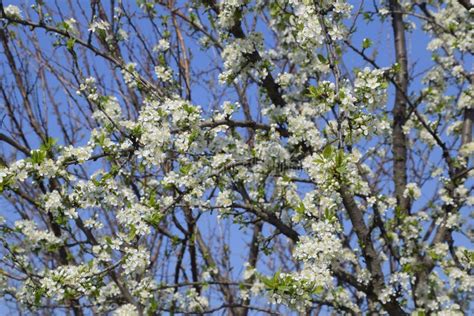 Blooming Cherry Plum White Flowers Of Plum Trees On The Branches Of A