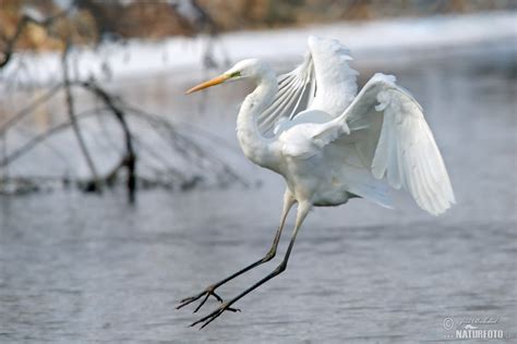 Great White Egret Photos Great White Egret Images Nature Wildlife