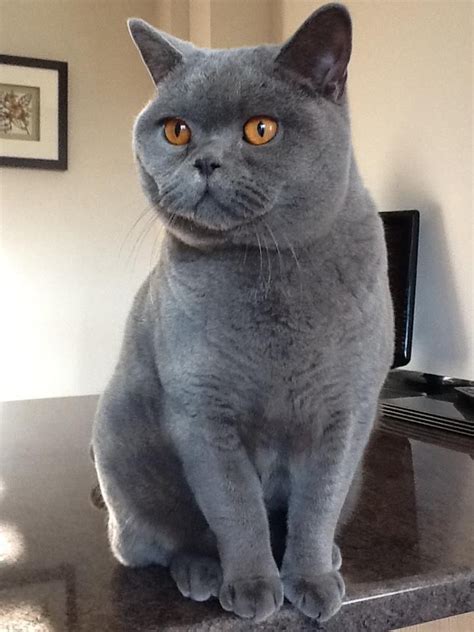 97 Best Images About Cats British Shorthairs On