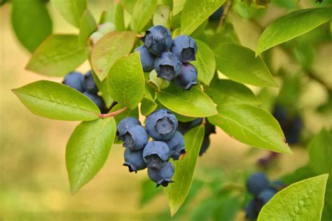 How To Get Rid Of Mummy Berry Disease On Blueberry Bushes Melissa K