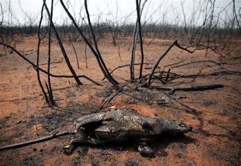 صور أثار كارثية بسبب حرائق الغابات فى بوليفيا وتفحم عشرات الحيوانات