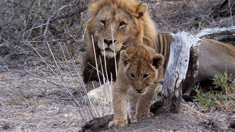 Lion Cubs Playing In South Africa Youtube