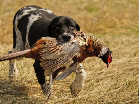Pheasant Hunting Photo Essay Travel South Dakota
