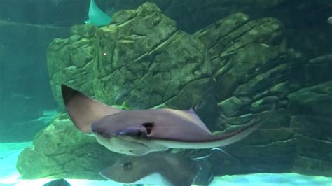 Rays At Ripleys Aquarium Of Canada Youtube