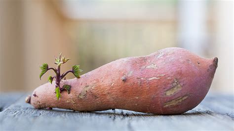 Zoete Aardappel Kweken Op Water Een Eenvoudige En Waterbesparende Methode