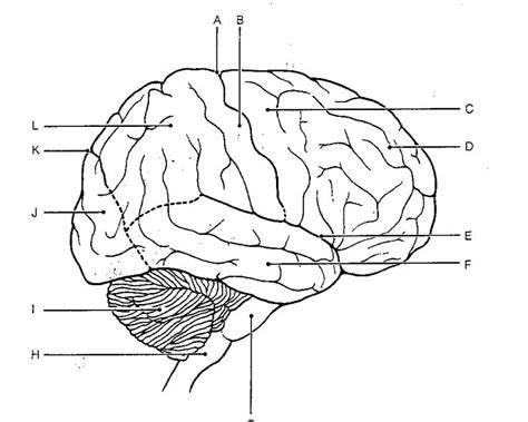 Brain Drawing With Labels At Getdrawings Free Download
