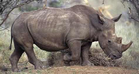 وحيد القرن الأبيض (الاسم العلمي: وحيد القرن الأبيض الجنوبي | المرسال