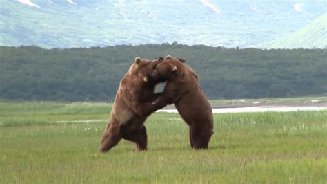 Giant Alaskan Grizzly Bears Fighting Alaska Youtube