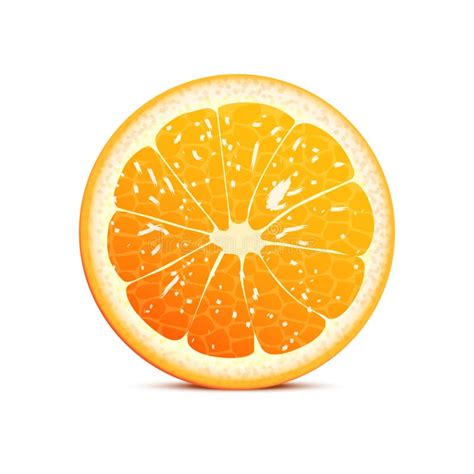 Orange Vector Illustration Stock Vector Image Of Color 24292145