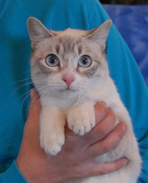 Mystery An Enchanting Young Lynx Point Siamese Mix