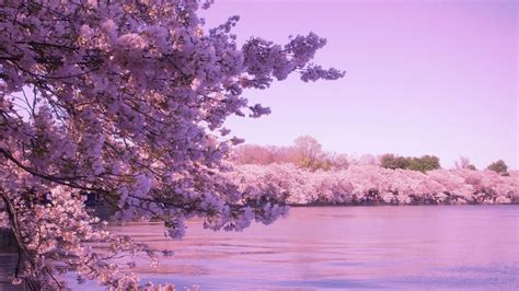1600x900 Px Flower Nature Peoples Pink Sakura Spring Tokyo Tree Anime