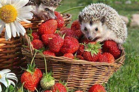 Hedgehog Diet What Do Hedgehogs Eat How To Feed Them