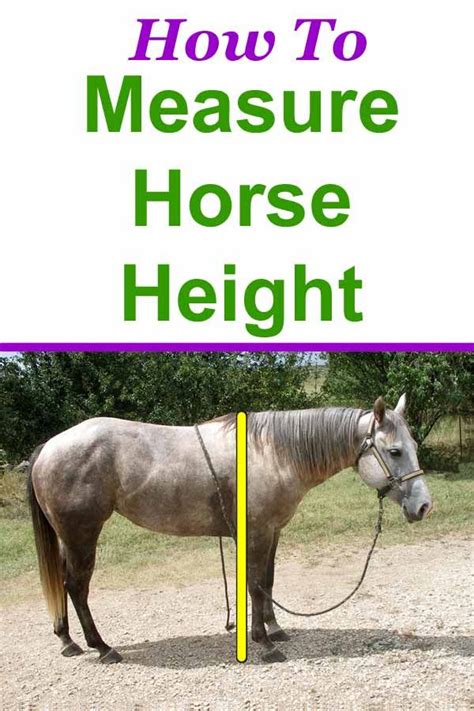 This old but simple method only works on level ground. How to measure a horse's height in inches then convert ...