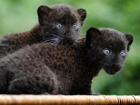 Black Leopard Cubs ♥ Animal ۝ Planet Pinterest Eyes