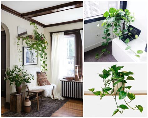 11 Houseplants That Dont Need A Lot Of Sunlight To Grow House Plants