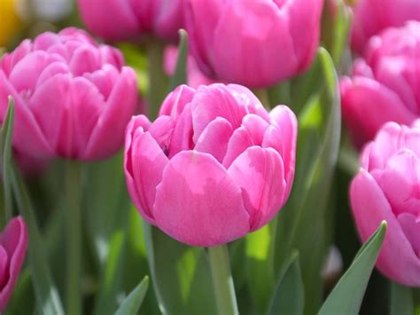 Discover The Beauty Of Double Tulips Onmilwaukee