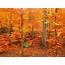 Automne Season Nature Landscapes Rain Fall Wallpapers Leaf Tree 
