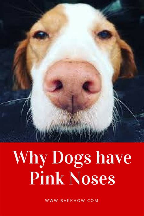 Which Dog Breeds Have Pink Noses
