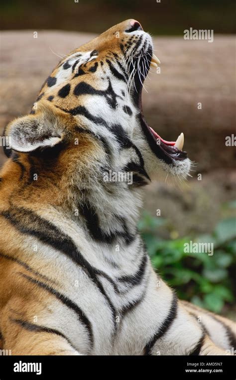 Side View Siberian Tiger Yawning Hi Res Stock Photography And Images