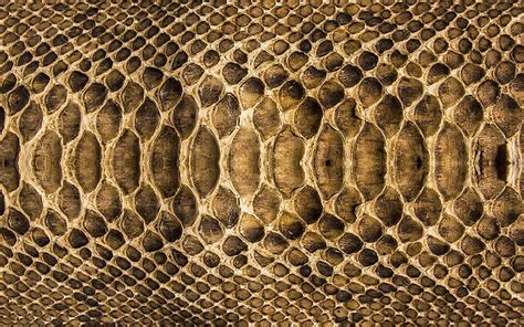 Pattern Snake Snake Snake Skin Animal Skin Hd Wallpaper Pxfuel
