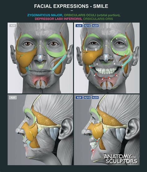 Anatomy For Sculptors Facial Expressions Smile