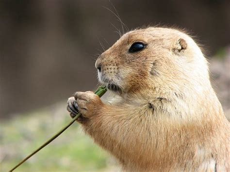 Prairie Dogs Keystone Species Of The Plains Hubpages