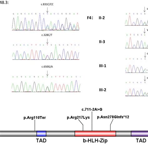 Sanger Sequencing And The Location Of Mutation Sites In Mitf A Download Scientific Diagram