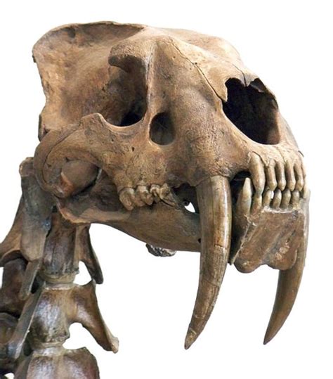 Skull Of A Deadly Ice Age Predator Smilodon Fatalis This Extinct