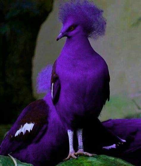 Pin By Teresa Langston On I Love Purple Beautiful Birds Most