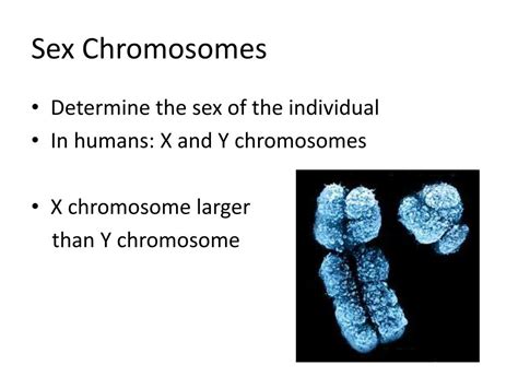 Ppt Chromosomal Mutations Powerpoint Presentation Free Download Id 2828525