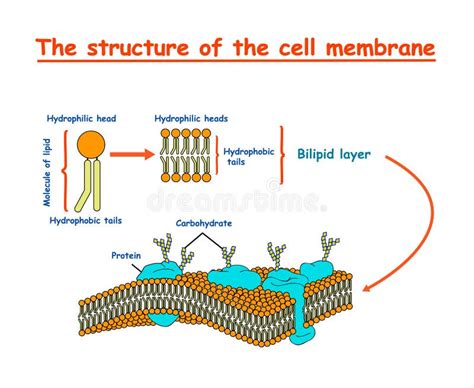 Membrana Cellulare Modelli Di Un Diagramma Dettagliato Della Struttura