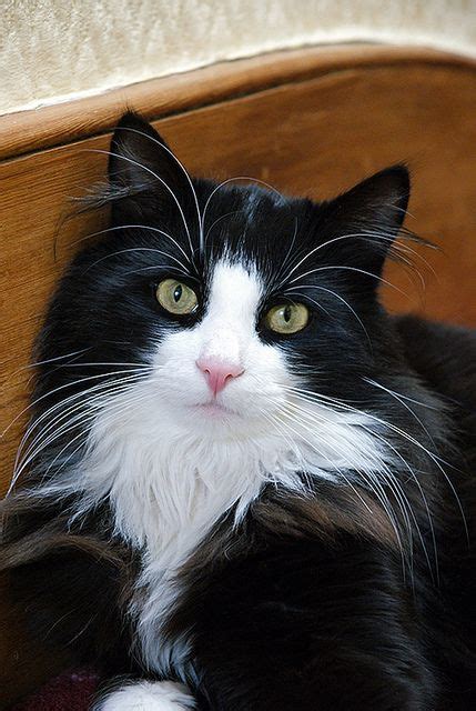 Tuxedo Cat Breeds Long Hair Pets Lovers