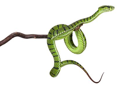 Apologetics Press - Pit Vipers: Snakes WIth Superpowers? png image