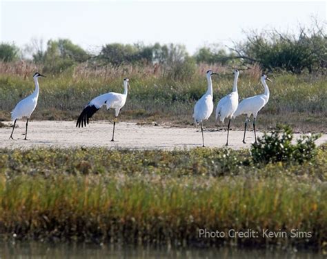 Whooping Cranes At Aransas National Wildlife Refuge Texas Photo