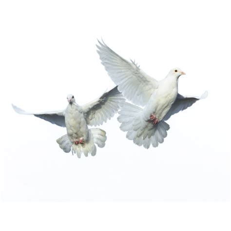 Png Hd Pictures Of Birds Transparent Hd Pictures Of Birdspng Images