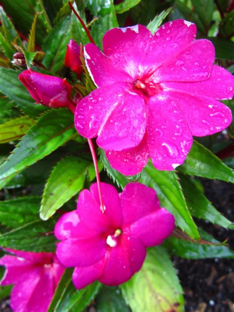 Photo by millie davenport, © 2017 hgic, clemson extension. New Guinea 'Sunpatiens Compact Royal Magenta' (3) - Miss ...