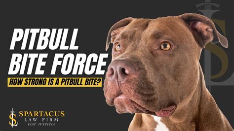 Pitbull Bite Force How Strong Is A Pitbull Bite Youtube