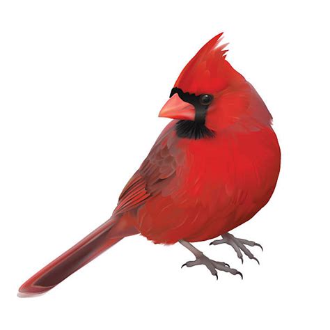 Cardinal Bird Vector At Collection Of Cardinal Bird