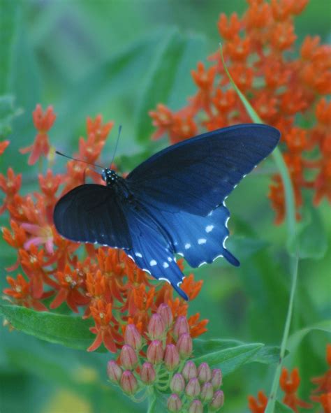 Other host trees for various swallowtails. Conservation (from home) | Clifftop