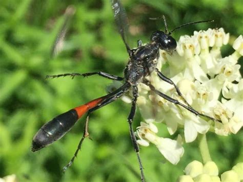 Pennsylvania Wasps Pictures And Id Help Green Nature 2022