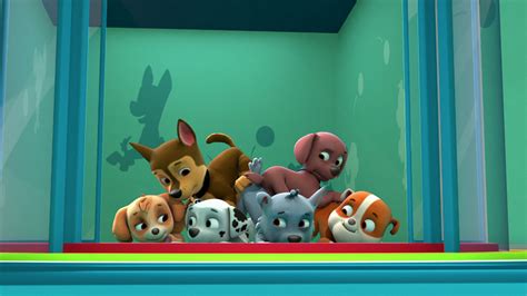 Watch Paw Patrol Season Episode Pups Make A Splash Full Show On