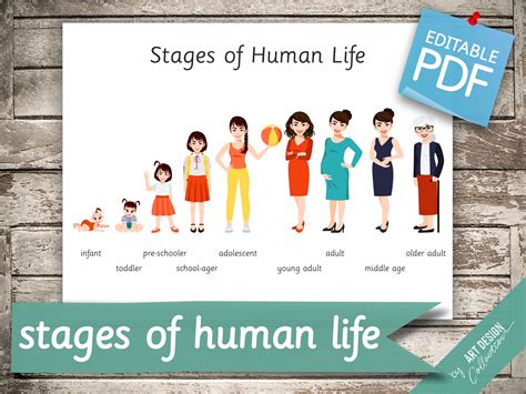 Stages Of Human Life 22 Montessori Cards Flash Cards Etsy