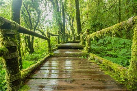 Los Bosques Más Bellos Del Mundo Easyviajar