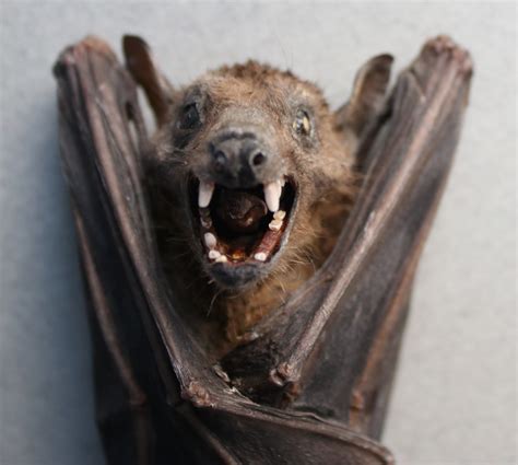 This is where hand pollination comes into play. Fruit Bat | Collectors Weekly