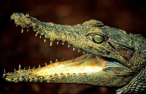 New Guinea Crocodile Crocodilus Novaeguineae Upper Fly River Papua