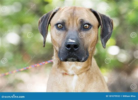 Hound Black Mouth Cur Mix Breed Dog Portrait Stock Photo Image Of