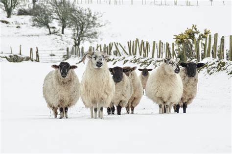 Sheep In Snow Photograph By Joe Ormonde Fine Art America